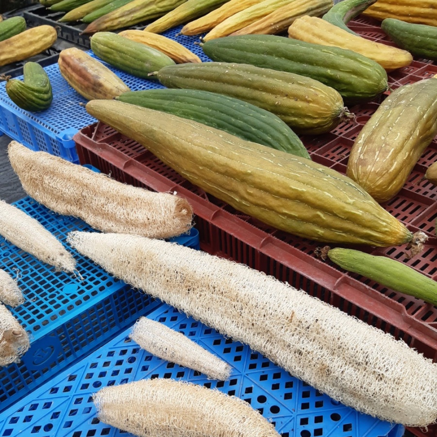 Luffa Seeds